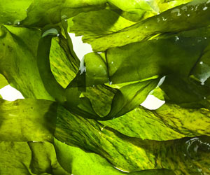 Verschiedene Algen Arame Wakame