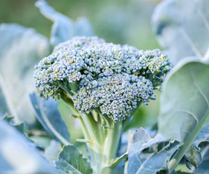 Broccoli Broccoli