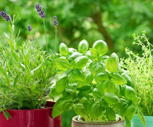 Kräuter sind reich an Antioxidanzien Kräuter gesund