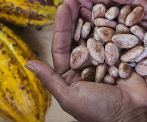 Le chocolat rend intelligent Le chocolat rend intelligent