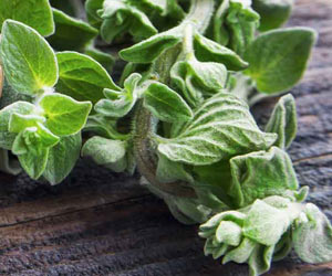 Oregano Oregano