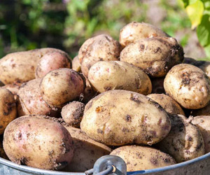Wie viel Zucker bzw. Kohlenhydrate benötigen wir? Kartoffeln