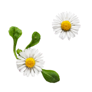 Zwei Gänseblümchen-Blüten