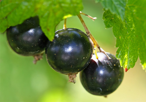 Johannisbeeren
