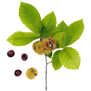 Marroni Marroni