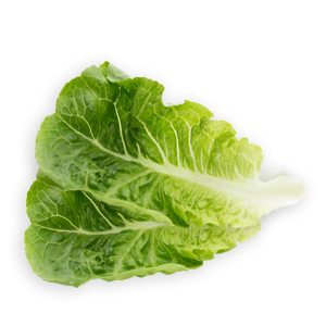 Lattich (Lactuca sativa) Lattichblätter