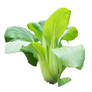 Pak Choi