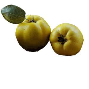 Quitten