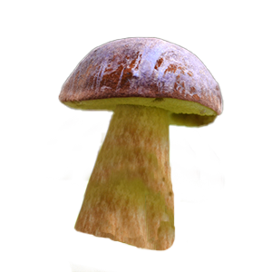 Steinpilz (Foto: Von: KNOPP VISION/Adobe Stock (57693454) Steinpilz