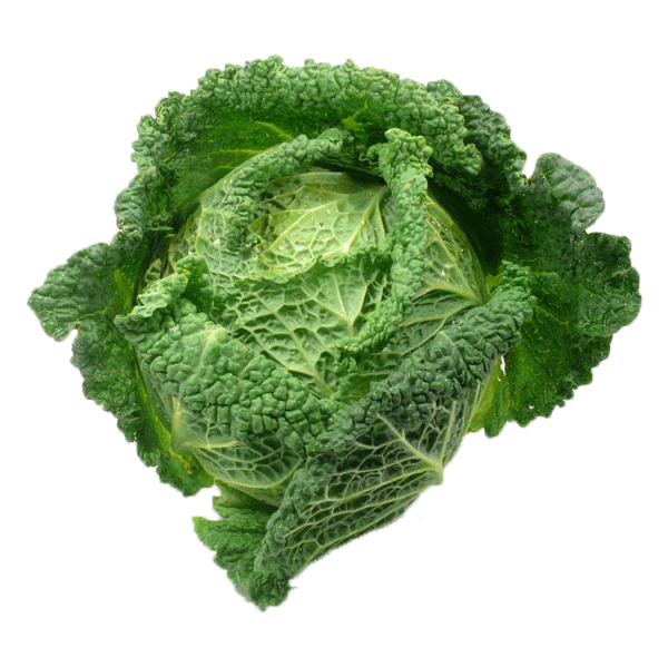 Wirz Wirz