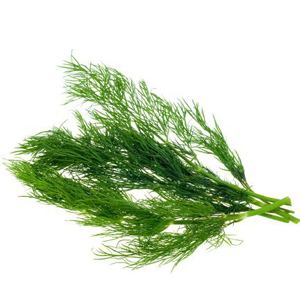 Dill (Foto: 123RF/E. Gevaert) Dill