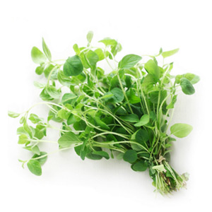 Oregano