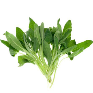 Salbei