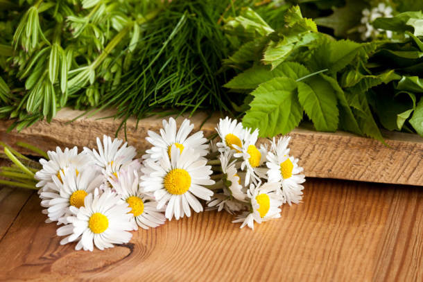 Gierschblätter Gänseblümchen