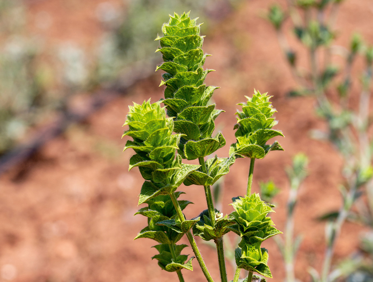 Wilder Griechischer Bergtee (Foto: 123RF, Oykuozgu) Frischer grüner Bergtee wild wachsend in der Natur.