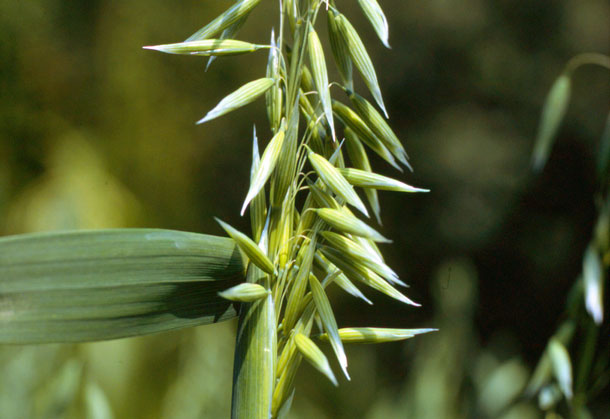 Hafer hilft bei Schlafproblemen (Foto: A.Vogel) In der Volksheilkunde spricht man zudem Hafer (Avena sativa), den wir eher als Nahrungsgetreide kennen, eine beruhigende Wirkung zu.