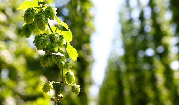 Le houblon est efficace pour les problèmes de sommeil. (Photo: 123RF, B. Korber) Le houblon favorise l'endormissement.
