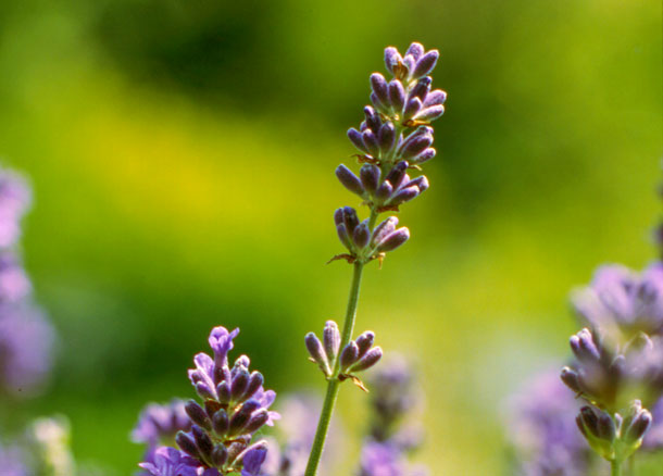 La lavande aide à résoudre les problèmes de sommeil. (Photo: A.Vogel) Le parfum de la lavande peut nous calmer - il atteint le cerveau par le nez, où il prend effet.