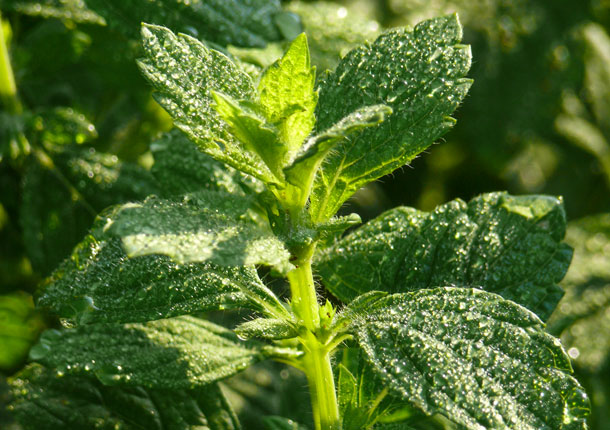 Melissa a un effet calmant. (Photo: A.Vogel) La mélisse (Melissa officinalis), plante médicinale, a également un effet calmant.