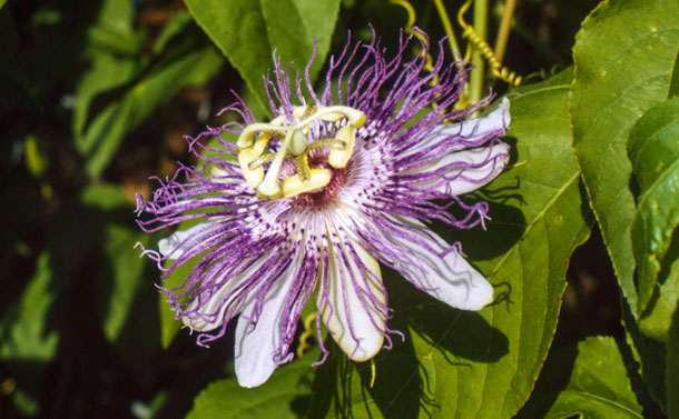 Passionsblume hilft bei Anspannung und Nervosität. (Foto: A.Vogel) Die Passionsblume (Passiflora incarnata) hat sich zur Behandlung von Anspannung und Nervosität bewährt.