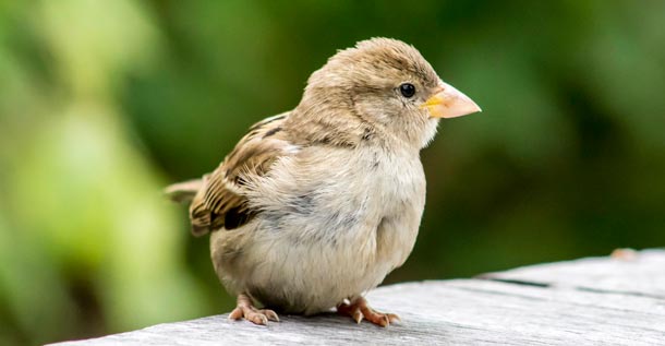 Ein gewöhnlicher Spatz sitzt auf einem Tisch.