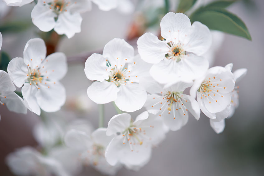 Bachblüte 6 Cherry plum (Foto: 123RF, Roksana Bashyrova) Kirschblüten