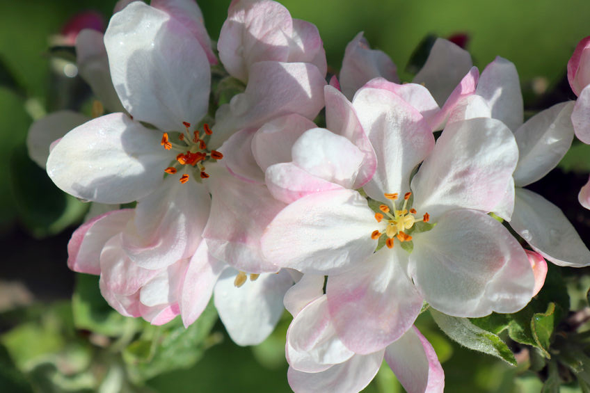 Bachblüte 10 Crab Apple (Foto: 123RF, Roman Zavorotny) Holzapfel Blüten
