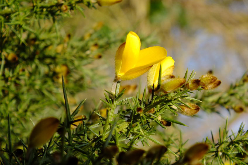 Bachblüte 13 Gorse (Foto: 123RF, visharo) Stechginster