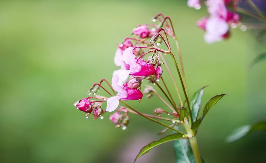 Bachblüte 18 Impatiens (Foto: 123RF, nightlyviolet) Springkraut