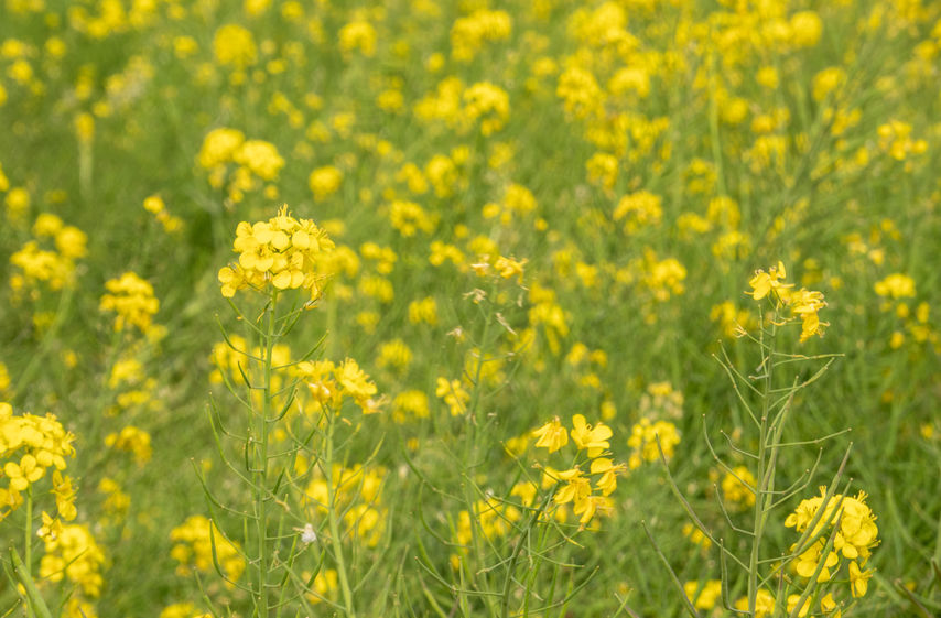 Bachblüte 21 Mustard (Foto: 123RF, clinweaver) Senfblüten