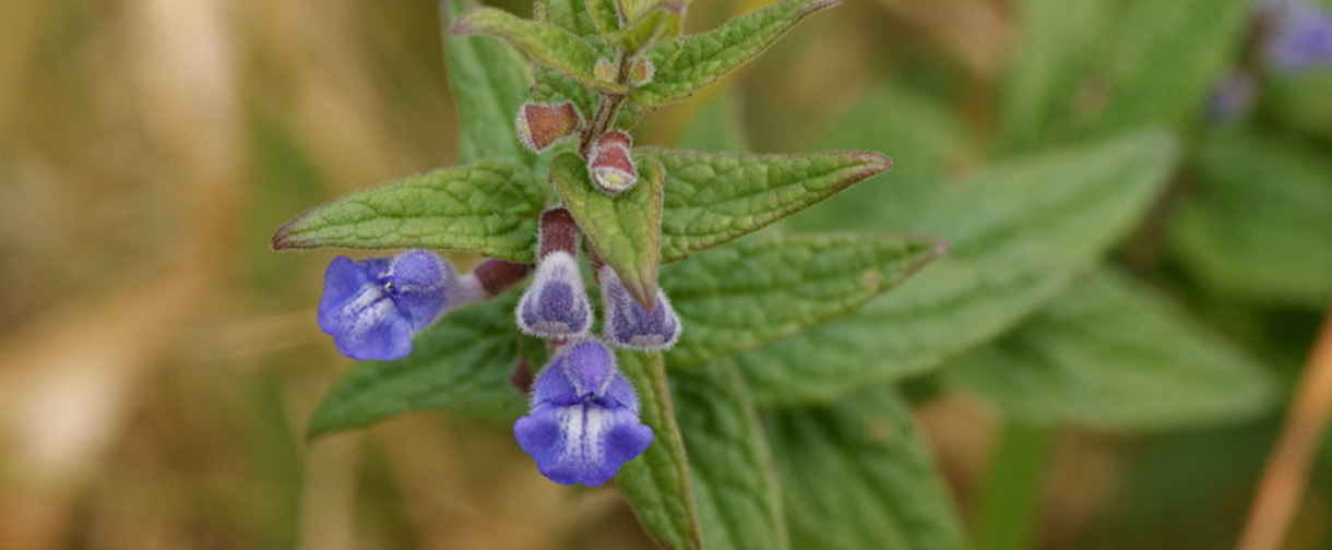 Helmkraut hat eine angst- und krampflösende Wirkung (Foto: 123RF, terrywatts) Blau-Violete Blüten des Helmkrauts, mit Blättern im Grünen.