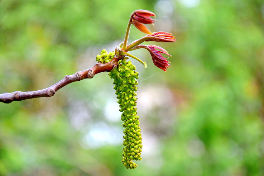 Bachblüte 33 Walnut (Foto: 123RF, kikkiajackson) Walnussblüten