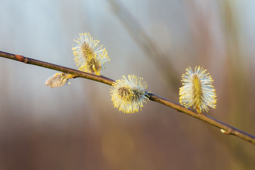 Bachblüte 38 Willow (Foto: 123RF, Dmitry Maslov) Weide