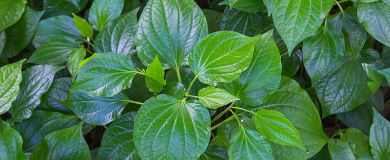 Die angstlösende Wirkung für Kava-Kava-Extrakte ist belegt. Kava-Kava Blätter