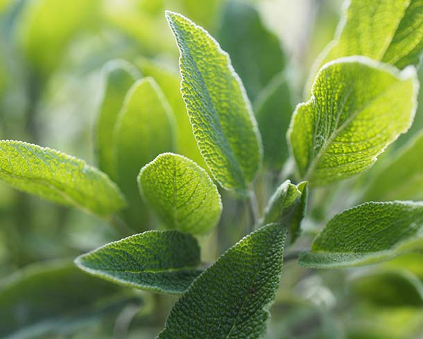 Sauge (lat. Salvia off.) : Contre les bouffées de chaleur