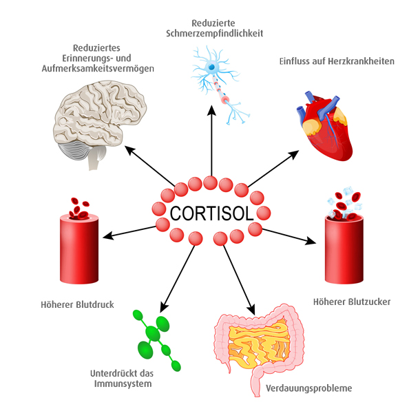Das Stresshormon Cortisol sorgt auch für Verdauungsprobleme (Foto: 123RF/designua) Grafik Cortisol, Stresshormon