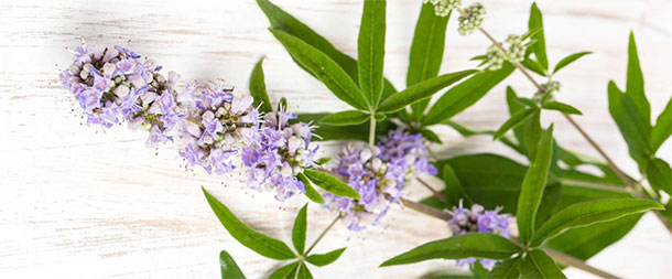 Vitex agnus-castus L., Poivre des moines