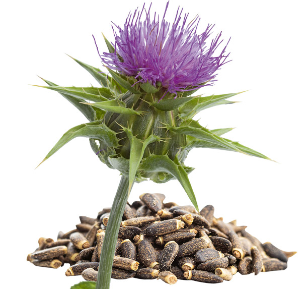 Mariendistel: Leichte bis mässige Verbesserung der Blutglukose- und der Blutfettwerte (Foto: 123RF/picturepartners und jirkaejc) Mariendistel und -samen