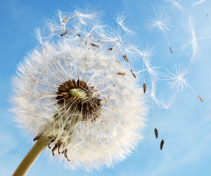 Pollenflugkalender (Foto: 123RF, Brian Jackson)