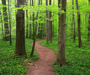 Wald: Warum der Wald für uns so gesund ist (Foto: iStockphoto, AVTG)