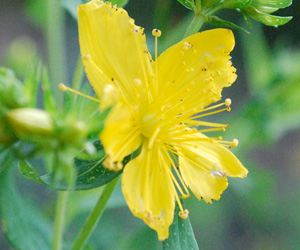 Die 7 besten Heilpflanzen gegen Ängstlichkeit in den Wechseljahren. Eine gelbe Johanniskraut-Blüte steht im Fokus.