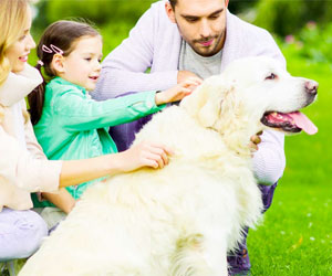 A.Vogel: Giftige Pflanzen für Katzen und Hunde (Foto: Fotolia) Eine kleine Familie streichelt ihren Golden-Retriever.