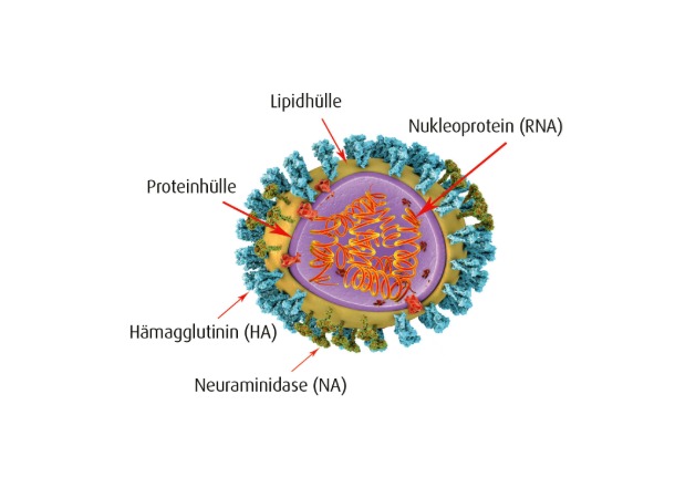 Influenzavirus