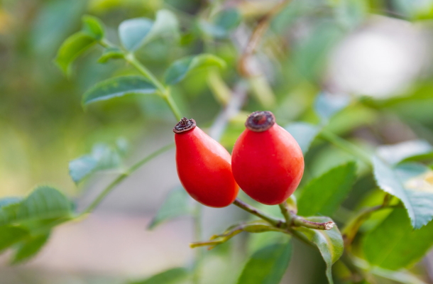 Hagebutten sind reich an Vitamin C (Foto 123RF/Andrii-Tatarynov) Vitamin C-Booster Hagebutte