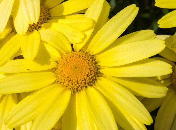 Arnica montana Arnica montana