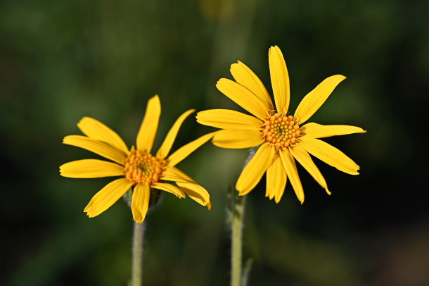 zwei Arnikablüten