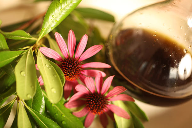 Wissenschaftler untersuchen seit Jahrzehnten die Echinacea-Arten Echinacea Forschung