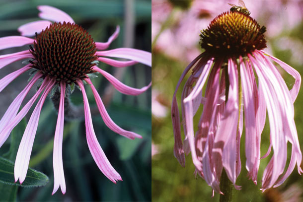 Echinacea pallida und Echiancea angustifolia Echinacea pallida Echiancea angustifolia