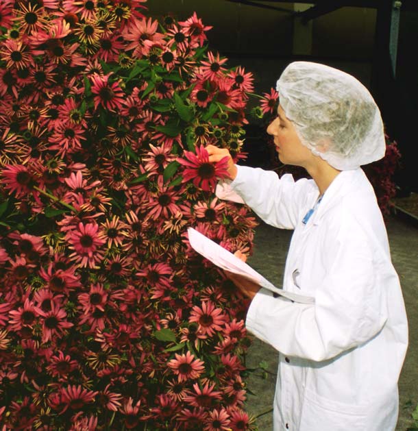 Die Wirkungsweise der Echinacea-Pflanze ist gut belegt Wirkungsweise Echinacea