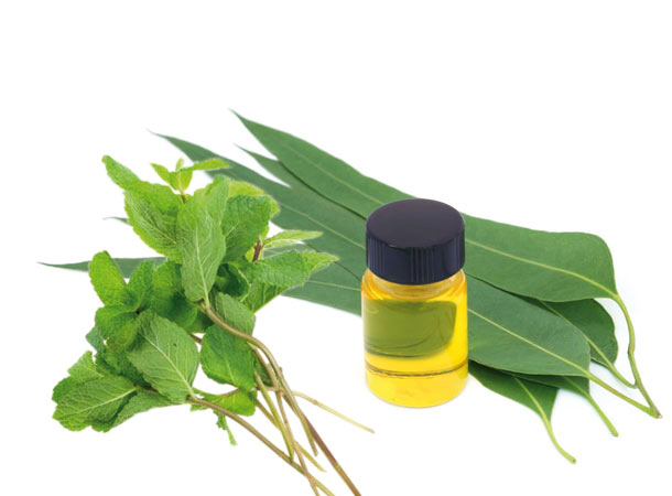 Pfefferminz- und Eucalyptus-Öl wirken abschwellend Pfefferminz- und Eucalyptus-Öl